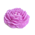 Soft Peony
